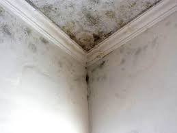 Best Mold Prevention Services  in St Michael, MN