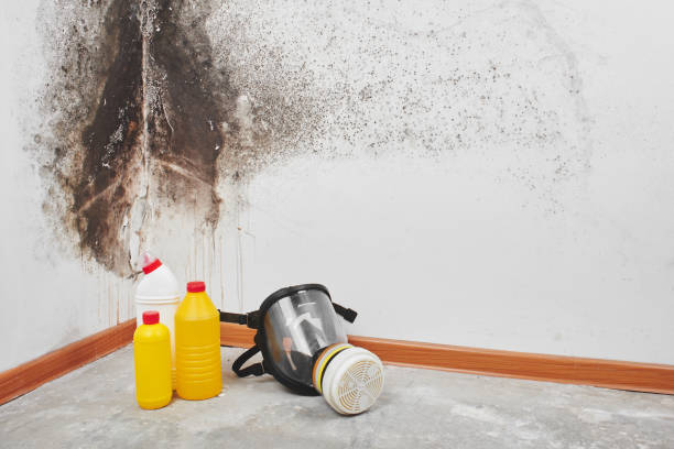 Best Attic Mold Removal  in St Michael, MN