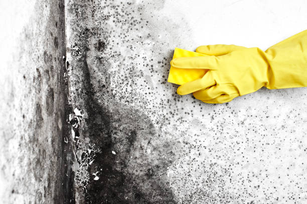 Best Mold Odor Removal Services  in St Michael, MN